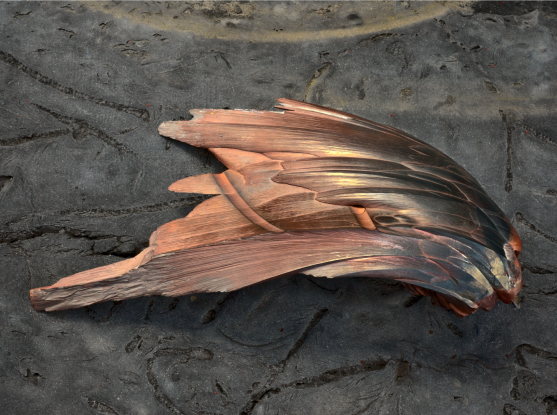 Hematite “Bird Wing,” image courtesy of the artist.